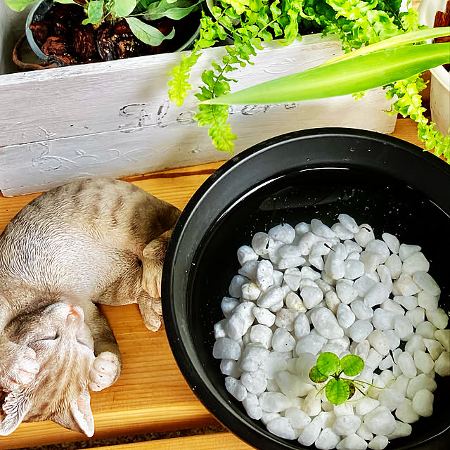 CoCo0617さんの実例写真