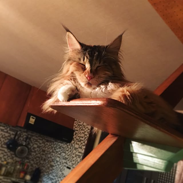 decorameowさんの実例写真