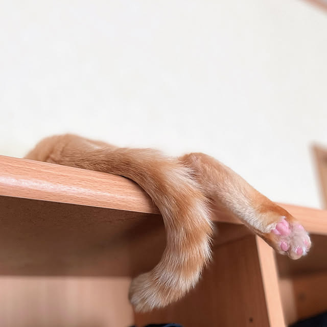 mohhaさんの実例写真