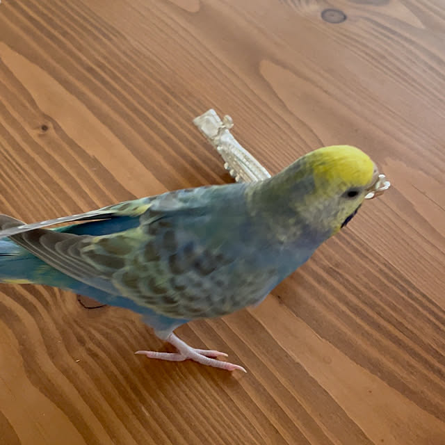 Atsukoさんの部屋