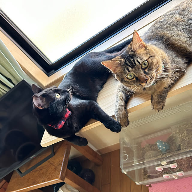 prelumoさんの部屋