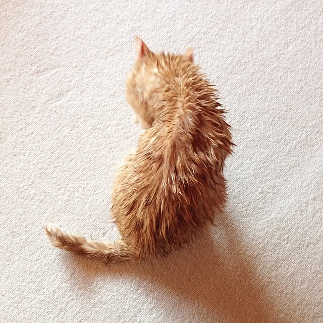 obakeさんの実例写真
