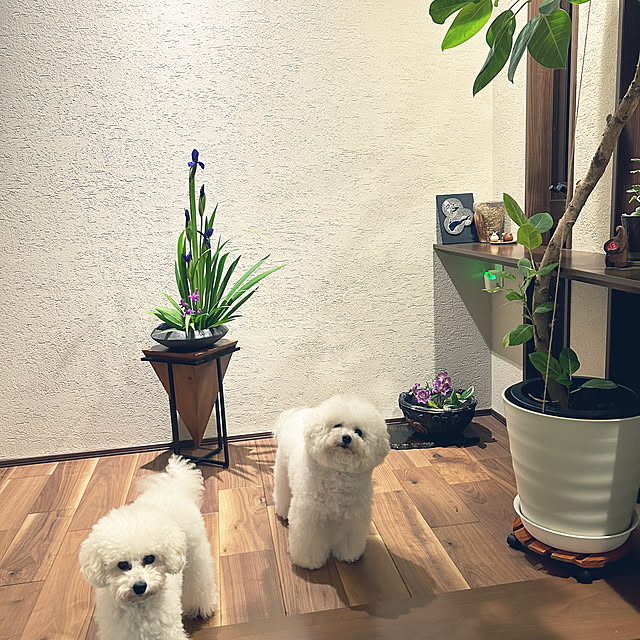 fuafuaさんの部屋