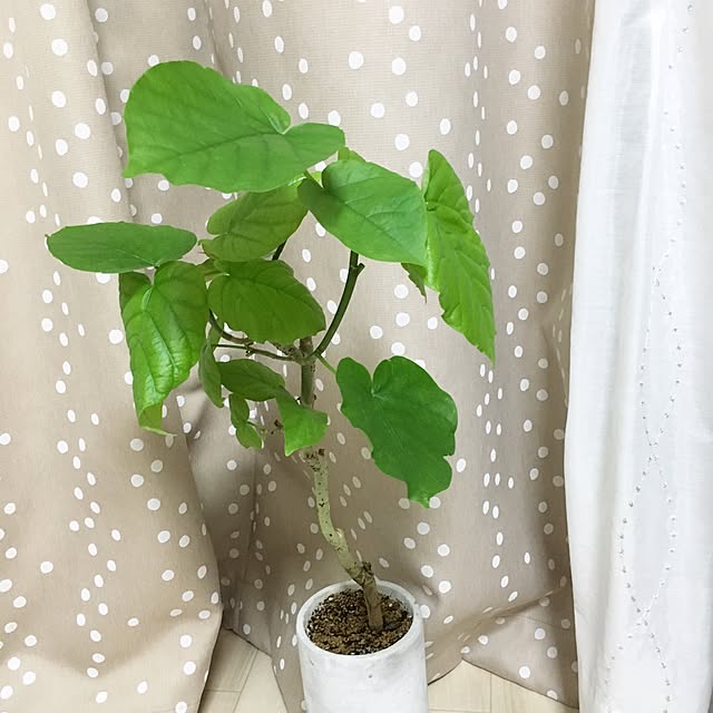 Tomokoさんの実例写真