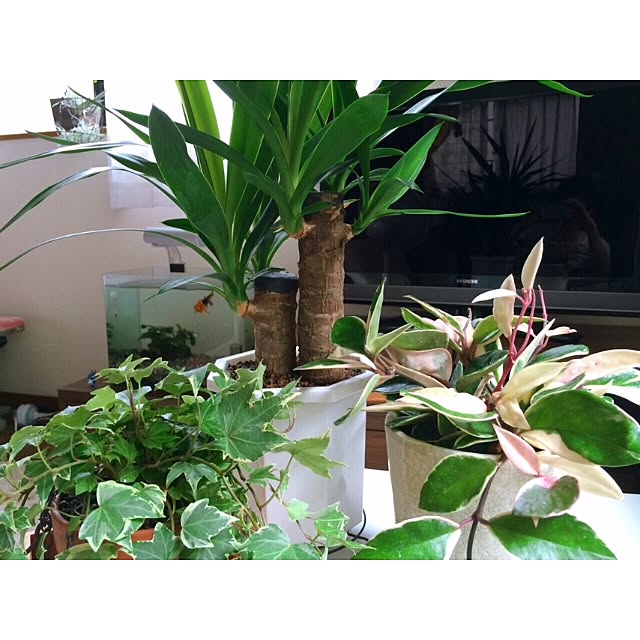 L.さんの実例写真