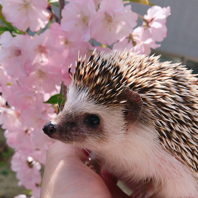 madeleineさんの実例写真