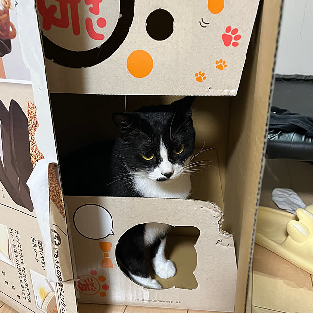nekoさんの部屋