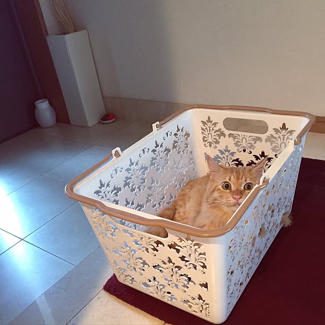 Ryokoさんの実例写真