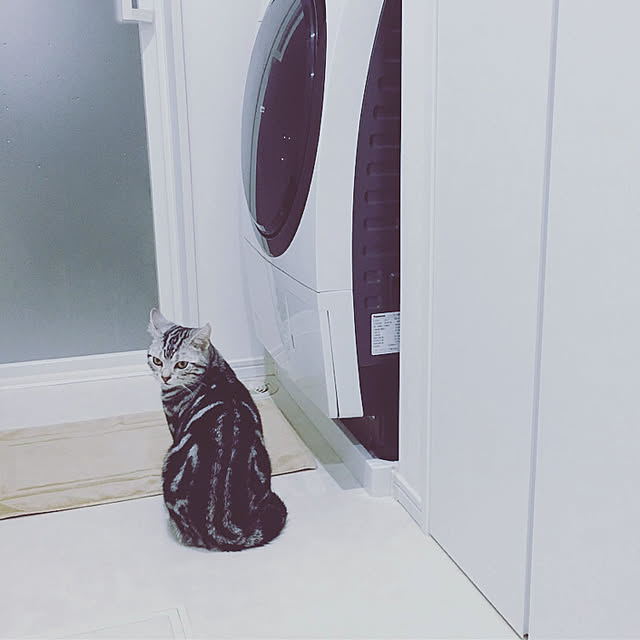 バス/トイレ/ねこと暮らす/ねこのいる日常/ドラム式洗濯機/10000人の暮らしのインテリア実例 - 2018-04-18 11:10:49
