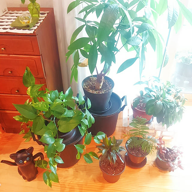 リビング/植物のある暮らしのインテリア実例 - 2021-03-22 15:37:34