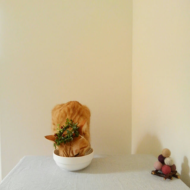 mayutan.さんの実例写真