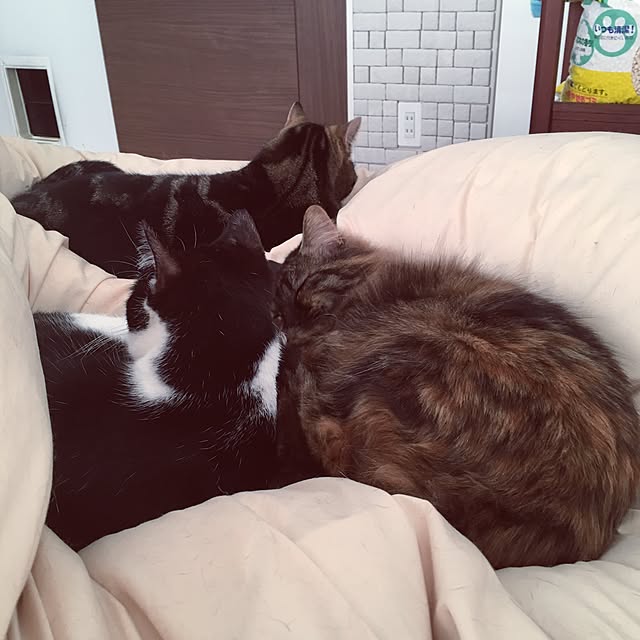 mikomaruさんの実例写真