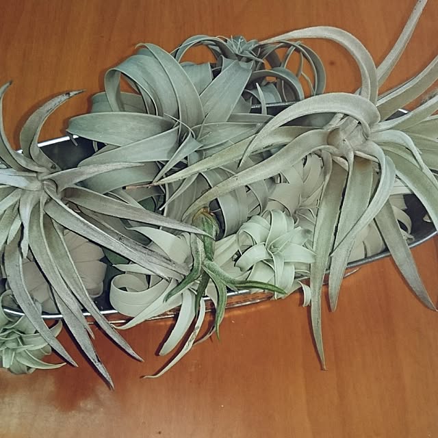 kotorinさんの実例写真