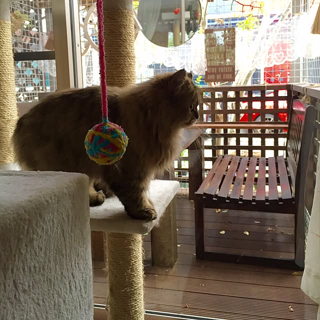 butachanさんの実例写真