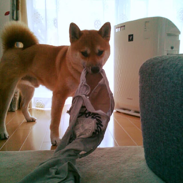 kotaさんの実例写真