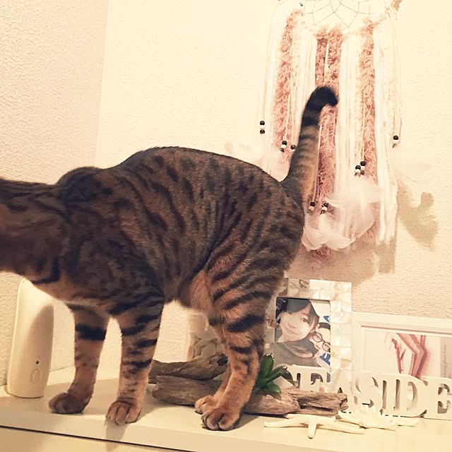 Maoさんの実例写真