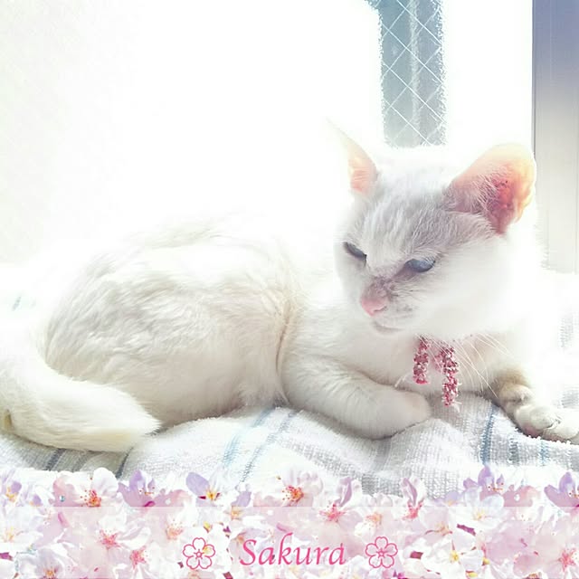 sakuraさんの実例写真