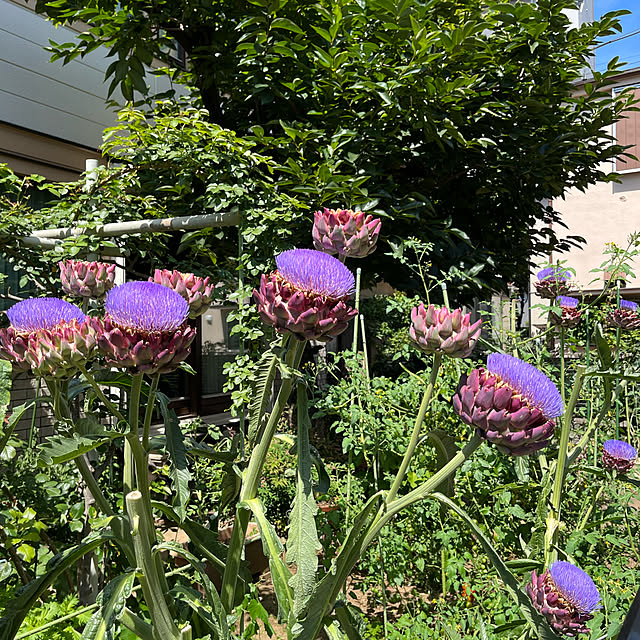 botanさんの実例写真