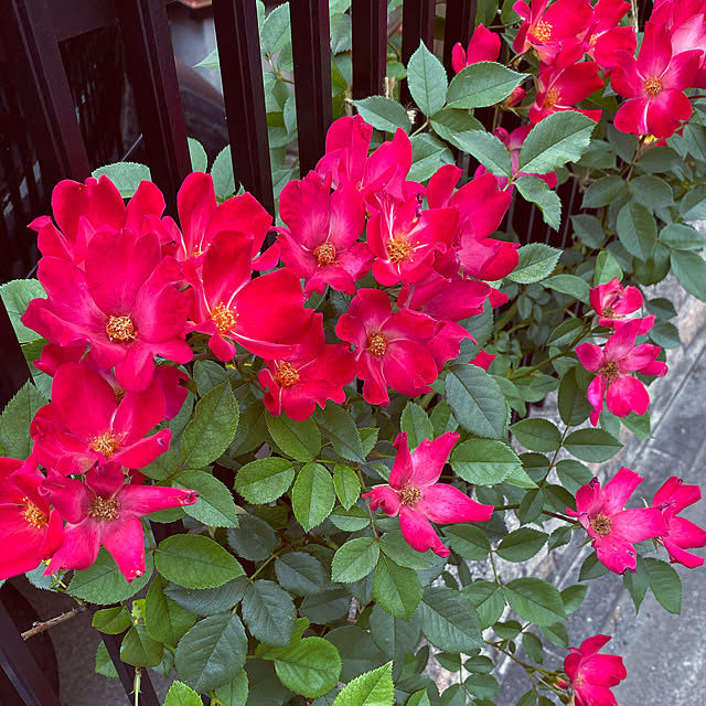 RoseLife5818さんの実例写真