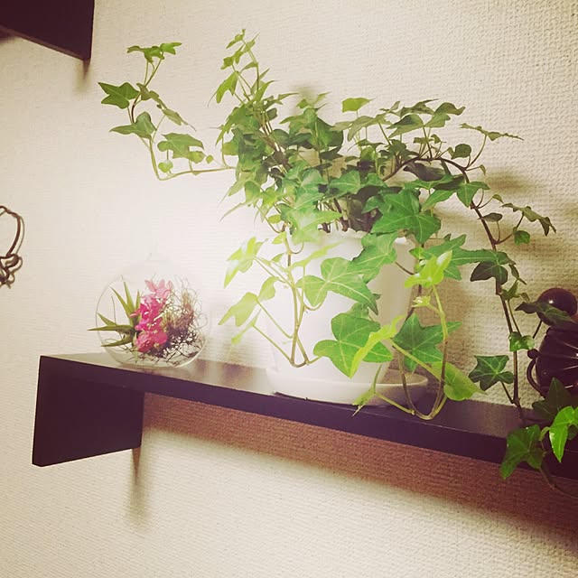 momotetsuさんの実例写真
