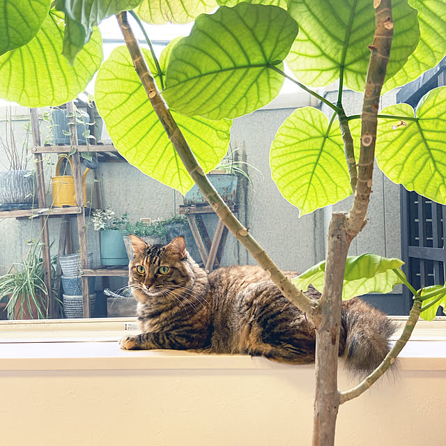 gachaさんの実例写真