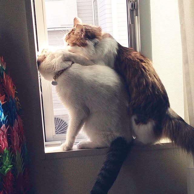 mikan0607さんの実例写真