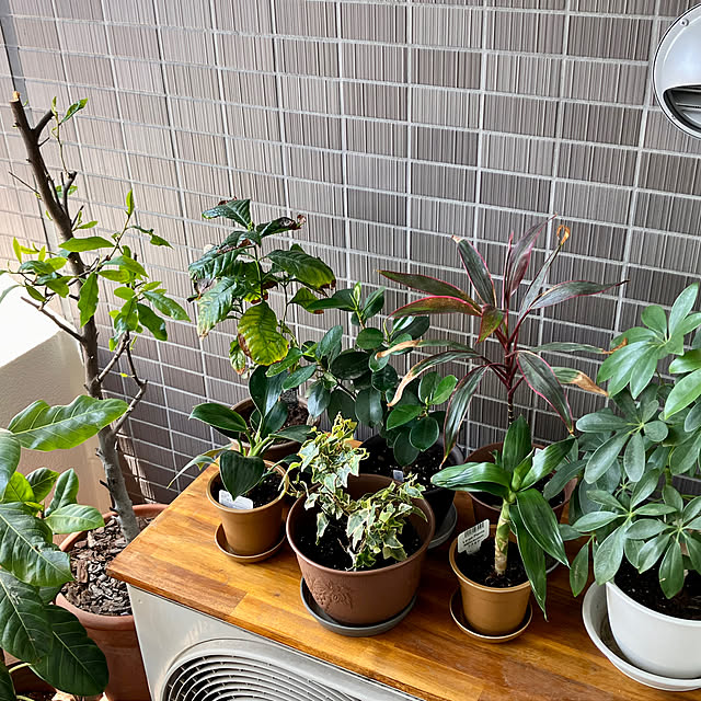 miyabiさんの部屋
