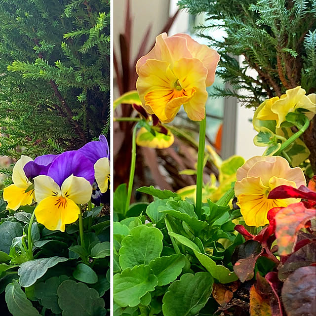 yukarin-gardenさんの実例写真