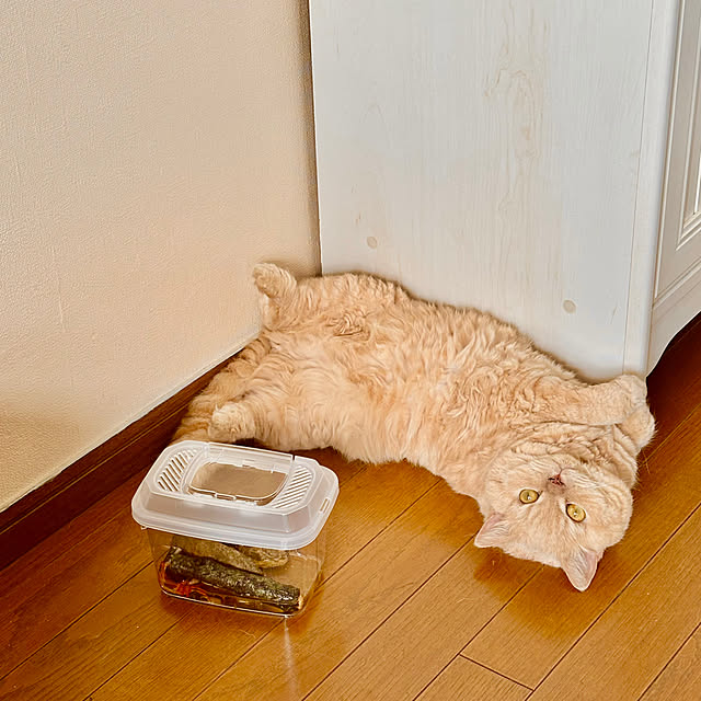naokoさんの実例写真