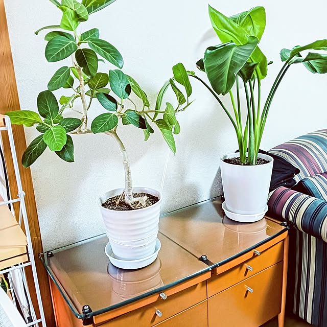 hanachanさんの部屋