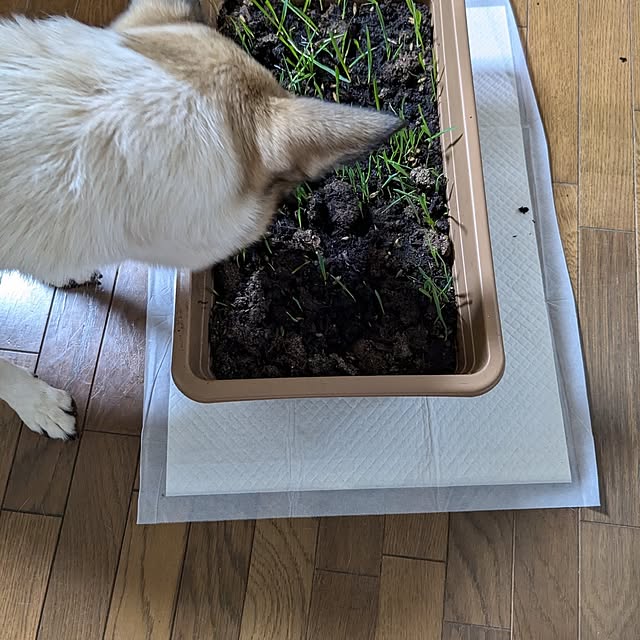 asaさんの部屋