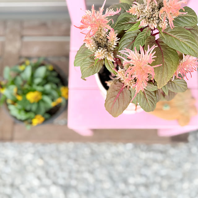 usaco.さんの部屋