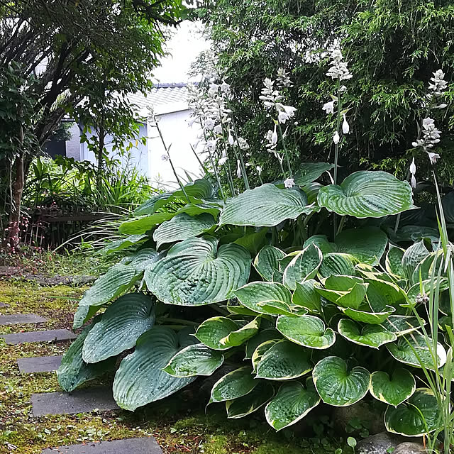 amanojakuさんの実例写真