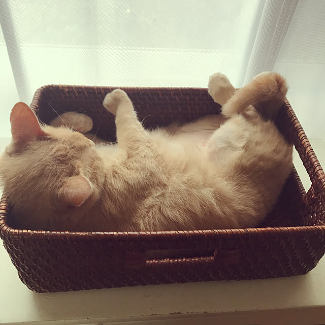 mikan161さんの実例写真