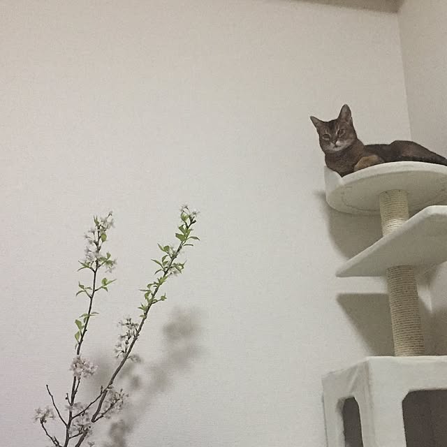 nenecoさんの実例写真