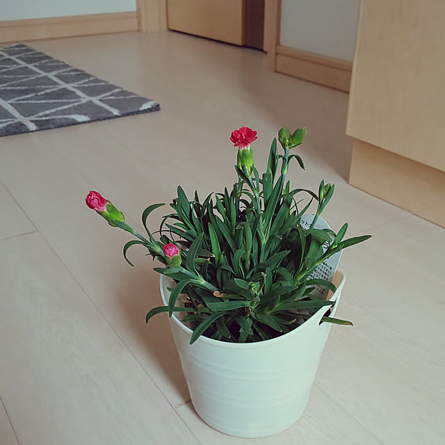 KOHAKUさんの実例写真