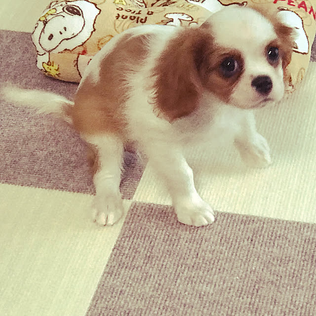 Ran.Happyさんの実例写真