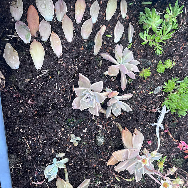 riakanaさんの部屋