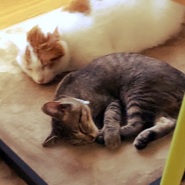 emiさんの実例写真