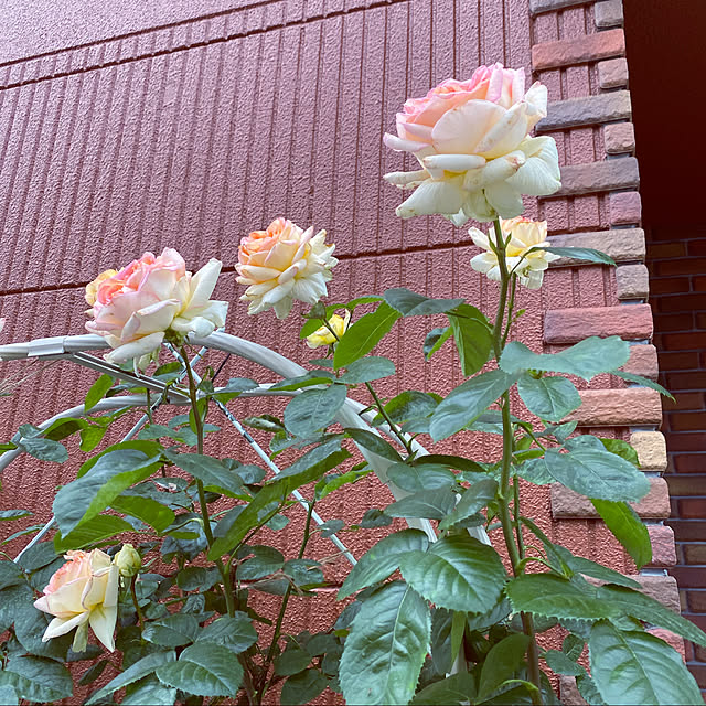 RoseLife5818さんの実例写真