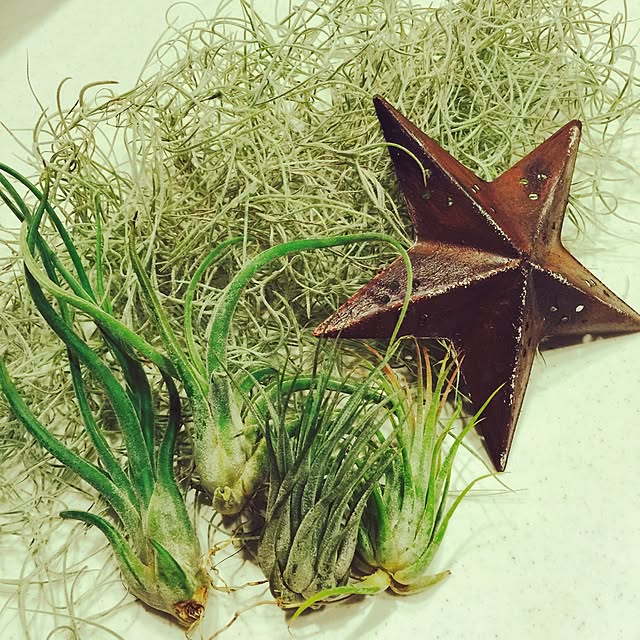sykさんの実例写真