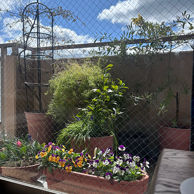 cottoncottonさんの部屋