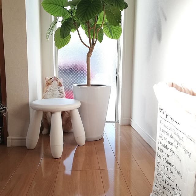pinokoさんの部屋