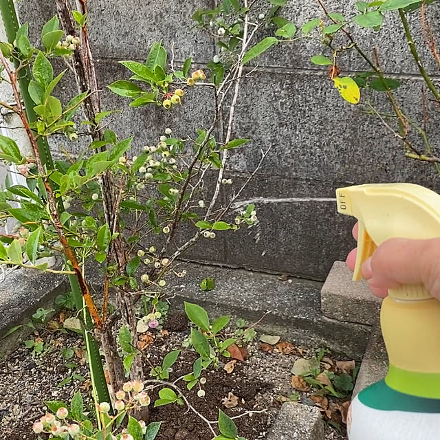 chIoeさんの部屋