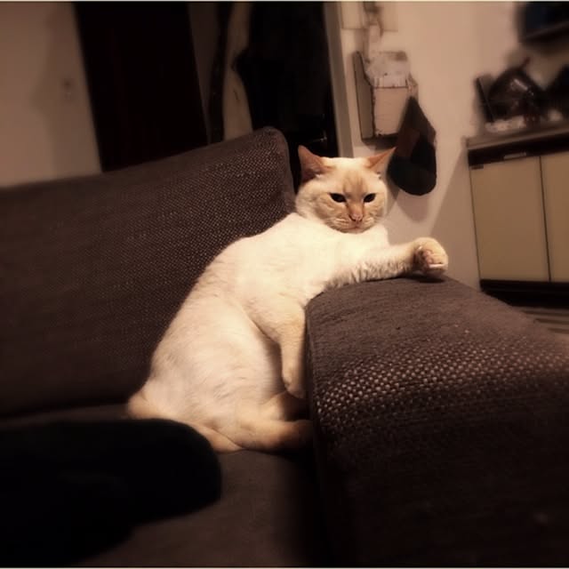 bobooooonさんの実例写真