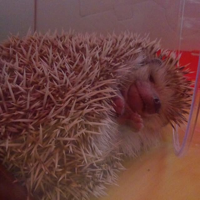 harumamaさんの実例写真