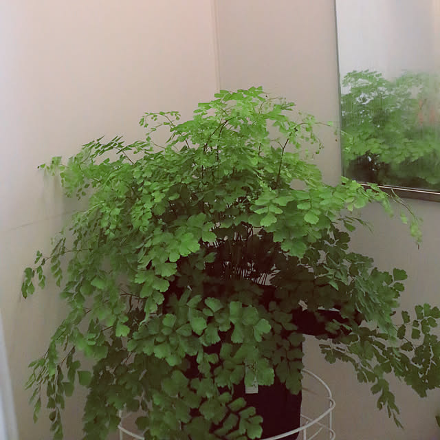 Chikakoさんの実例写真