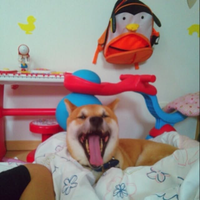 kotaさんの実例写真