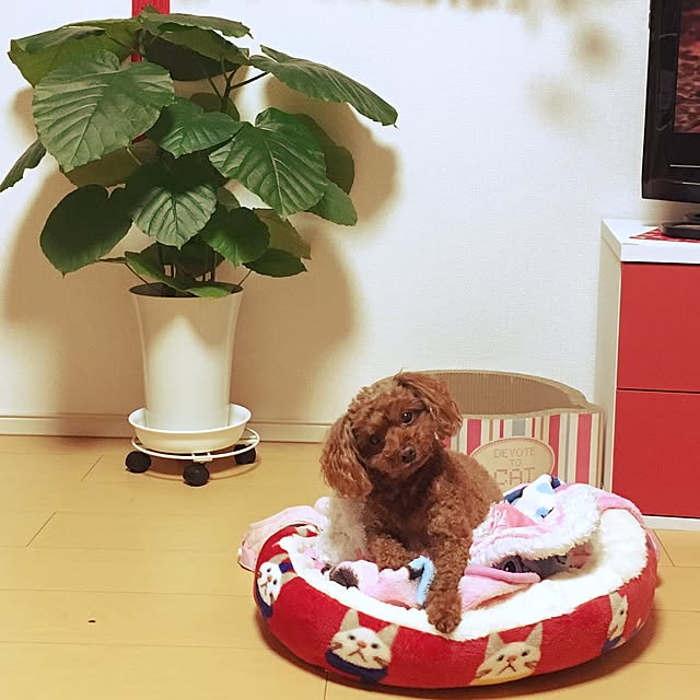 Hecacoさんの実例写真