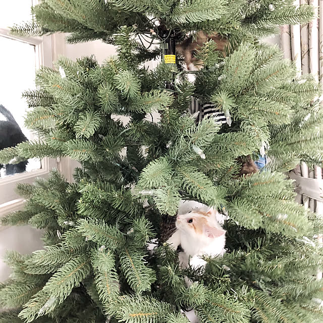 yuchiさんの実例写真